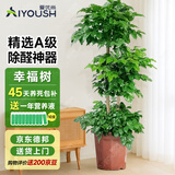 爱优尚幸福树盆栽客厅室内大型绿植办公室乔迁新家绿宝净化空气源头直发