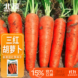 北蔬 胡萝卜种子苗三红七寸参秋季蔬菜种籽 新黑田红笋胡萝卜种子10g