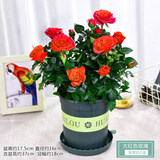 迷你小玫瑰花大盆盆栽带花苞四季开花办公室内植物花卉鲜花绿植 大红色玫瑰高筒加仑盆 含盆