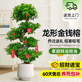 爱优尚金钱榕招财摇钱树盆栽办公室客厅室内大绿植盆景乔迁开业源头直发