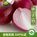 小汤山 紫洋葱 450g 基地直供新鲜蔬菜GAP认证