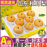 粤迎山东秋月梨新鲜水果冰糖梨脆甜多汁好吃不贵当季水果盒装年货送礼 5斤甄选装【脆甜多汁】净4.5斤