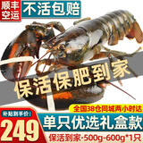 首鲜道【活鲜】波士顿龙虾鲜活波龙 大龙虾海鲜鲜活礼盒大虾年货礼盒 500-600g/只大龙虾*1只（净重）