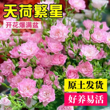 泰西丝浓香月季花苗不爬藤花卉盆栽 天荷繁星(30-40cm)不含盆 源头直发