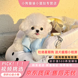 比熊犬幼犬 活体宠物狗 纯种健康 疫苗齐全 白色卷毛 小型犬 血统级 韩系 母