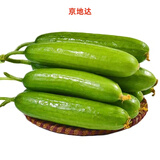 京地达山东水果黄瓜 净重3斤 单果100g+ 现摘小黄瓜蔬菜源头直发包邮