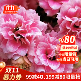 手耕田长寿花盆栽重瓣金狐狸大花带花苞花苗四季室内开花好养的花卉植物 【苗原土带花苞】安娜 不含盆