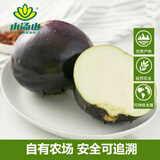 小汤山 圆茄子 400g 基地直供新鲜蔬菜安全可追溯