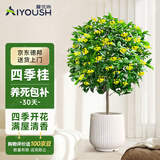爱优尚桂花树苗四季桂盆栽可食用开花香室内外阳台客厅源头直发