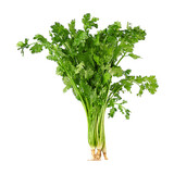 带根香菜100g