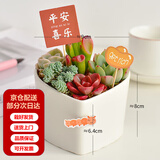 墨一儿童节多肉植物组合盆栽室内好养办公室桌面绿植小盆栽花卉 桃心盆B（赠插牌5件套） 带盆栽好