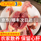 岽鲜 新鲜鸽子肉 新鲜冷冻农家老鸽子土鸽 煲汤烧烤食材 乳鸽生鲜 鸽子3只（每只净300g）