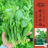 寿禾豌豆尖种子种苗四季家庭盆栽蔬菜籽 七鲜女豌豆尖种子200g*2袋