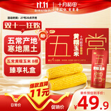 十月稻田 五常黄糯玉米 3.52斤(220g*8根) 东北玉米棒 早餐零食 杂粮礼盒