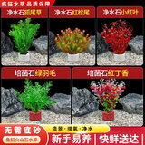 疯狂水草（FKSC）真水草鱼缸造景套餐净化水质懒人鱼缸水草植物直接入缸蜈蚣草 【净水石】净水培菌组合适合20-30缸