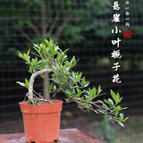 萌肉居悬崖飘枝造型栀子花原土盆花卉植物微景观绿植苗盆景摆件源头直发