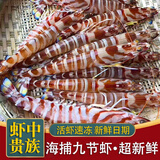 蝶岛船说 鲜活速冻大斑节虾 海捕大虾九节虾 特大竹节虾明虾 年货海鲜 1kg(净重)  【大斑节虾】20-24只