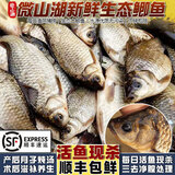 云映渔舟 微山湖生态大鲫鱼(净膛) 生态活鱼现杀淡水鱼生鲜孕产妇下奶炖汤 大号鲫鱼（每斤2-3条） 2斤（杀好损耗15％）