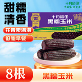 十月稻田 黑糯玉米 3.52斤（220g*8根）东北紫玉米 早餐零食 低脂饱腹