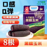十月稻田 黑糯玉米 3.52斤(220g*8根) 东北甜黏玉米棒 早餐苞米 低脂零食