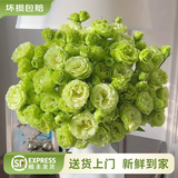 云南鲜花批发品质玫瑰百合水养鲜切花送女友生日礼物源头直发 绿色洋桔梗200g 【任选2件—不收运費】