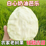 仙满缘奶油芭乐 白心软糯 广西玉林产地直发新鲜应季水果 5斤净重 5斤