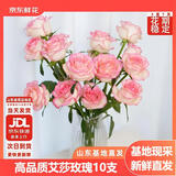 京东鲜花艾莎玫瑰花10枝山东基地送老师礼物枝长40cm源头直发