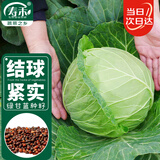 寿禾 甘蓝种子种苗包菜卷心菜籽秋季蔬菜种籽 潍丰绿甘蓝种子1000粒