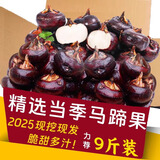 味果生广西荔浦马蹄荸荠当季新鲜水果地梨地栗荸荠果现摘农家自种整箱 2斤大果【15-20/斤】
