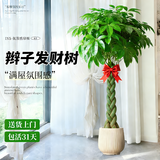 叹为观止大型植物发财树各种大颗盆栽开业乔迁客厅办公室内好养大型花卉 辫子发财树【1.2-1.4米】 含盆