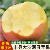 鑫果滋【新果】徐州丰县大沙河苹果红富士冰糖心脆甜现摘丑萍果 9斤中果（16-18个） 【2025年新果】