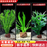 疯狂水草（FKSC）真水草鱼缸造景套餐净化水质懒人鱼缸水草植物直接入缸蜈蚣草 【火山石】新手组合二3棵