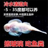 何佳功双吸盘冷水吸鳅冷水清洁鱼清道夫鱼鱼缸工具鱼长汀麦氏方式琵琶鱼 双吸盘2条2-3cm不怕冷不怕热