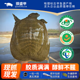 祺盛甲[特级公甲鱼]甲鱼鲜活潢川地标吊水仿野养生态中华鳖水鱼马蹄鳖 礼盒两只公鱼共5斤足四年吊水