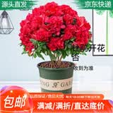 萌肉居杜鹃花四季种植盆栽花卉绿色植物/杜鹃花大苗+加仑盆拖源头直发