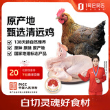 温润食品 原种138天清远鸡1.2kg 国家地理标志产品慢养麻鸡纯种土鸡走地鸡