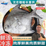 沈志雄福建澳角村海捕中华鲳斗鲳鱼平鱼镜鱼扁鱼中华鲳王年货年夜饭送礼 2条共1000g-1200g 