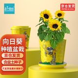 IAM City Farmer向日葵种子迷你盆栽绿植幼儿园diy儿童种植花卉根系生长观察10029
