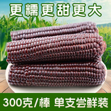 穗康黑糯玉米新鲜大棒300g*1支真空包装粗粮代餐早餐甜糯