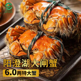 【活蟹】湖塘煙雨 阳澄湖大闸蟹鲜活螃蟹公6两母4两4对8只河蟹生鲜水产礼盒源头直发