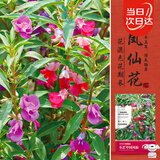 寿禾 凤仙花种子苗指甲花四季种植花卉种籽 中国凤仙种子(混色)1000粒
