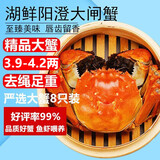 【活蟹】湖鲜阳澄大闸蟹全母3.9-4.2两8只去绳足重现货鲜活超大螃蟹送礼礼盒装源头直发