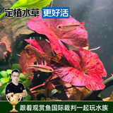 云峰海瑞水草活体懒人草鱼缸造景活体水草套餐鱼缸水草有茎类中后景真水草 【好养易活】虎斑睡莲1棵
