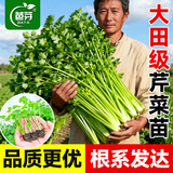 芭芽四季水果小香芹菜苗秧苗大芹菜苗水培老品种白红芹种籽春季蔬菜苗 四季小香芹【鲜嫩脆爽】+肥 12棵
