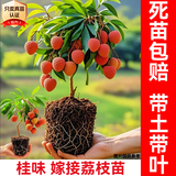 芥圃荔枝树苗 嫁接苗 官方真苗 荔枝苗南方种植可长10年大树果树果苗 桂味荔枝苗 【带土带叶  只卖真苗】 2年苗 高度：50-70cm