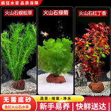 疯狂水草（FKSC）真水草鱼缸造景套餐净化水质懒人鱼缸水草植物直接入缸蜈蚣草 【火山石】水草入门组合3棵