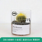 绿荫巷子多肉植物类绿植盆栽肉肉办公室内仙人掌球桌面带盆好养活小盆景 【金冠】高透玻璃杯土砂+hello猫头鹰