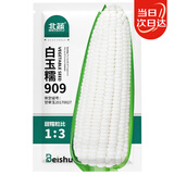 北蔬 白甜糯玉米种子种苗早熟超甜大棒型 白玉糯909玉米种子200g