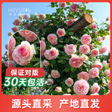海蒂的花园月季花苗盆栽带花苞果汁阳台小苗爬藤花卉植物源头直发