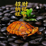 御聚源【招财镇宅】纯种南石龟黄金长寿福龟乌龟活物 宠物龟小乌龟活体 8-10克(3-4厘) 2只情侣装